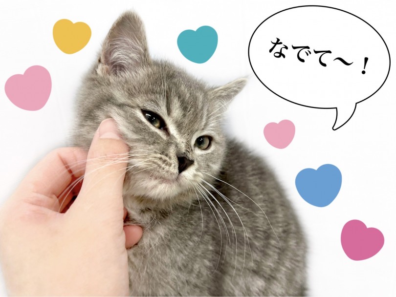 可愛い声で鳴きながらふみふみする様子はまさに天使の様です | マンチカン （150270） - 東川口店
