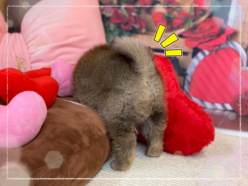 生後70日のスペシャル可愛いこの時期に柴ライフスタートしませんか？ | 柴犬 （312079） - 横浜 港北ニュータウン店