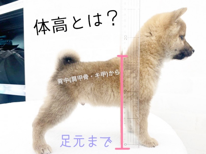 両親は認定豆柴。そもそも認定って？ | 豆柴 （014419） - 東日暮里店