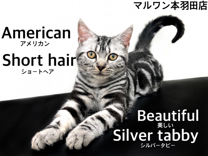【 アメリカンショートヘア 】チャンピオンの父を持つ美しく穏やかなプリンス！