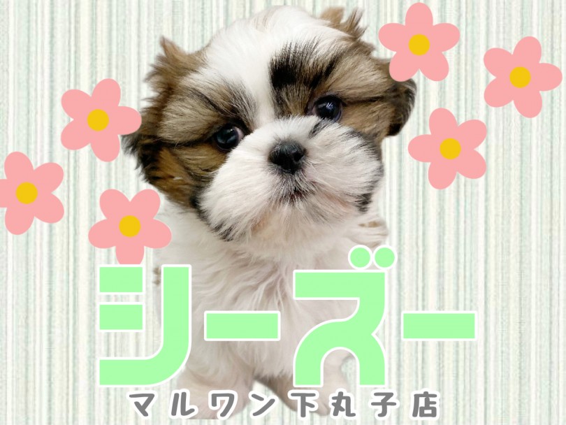 【 シーズー 】性格良し、愛らしいルックスがかわいい子犬がやってきた！