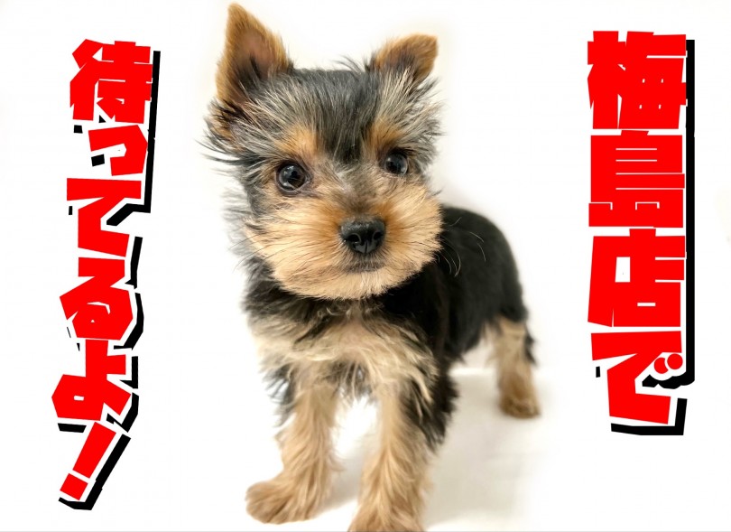 ヨーキーちゃん、スタッフ一同マルワン梅島店でお待ちしておりますね♪ | ヨークシャーテリア （119316） - 梅島店