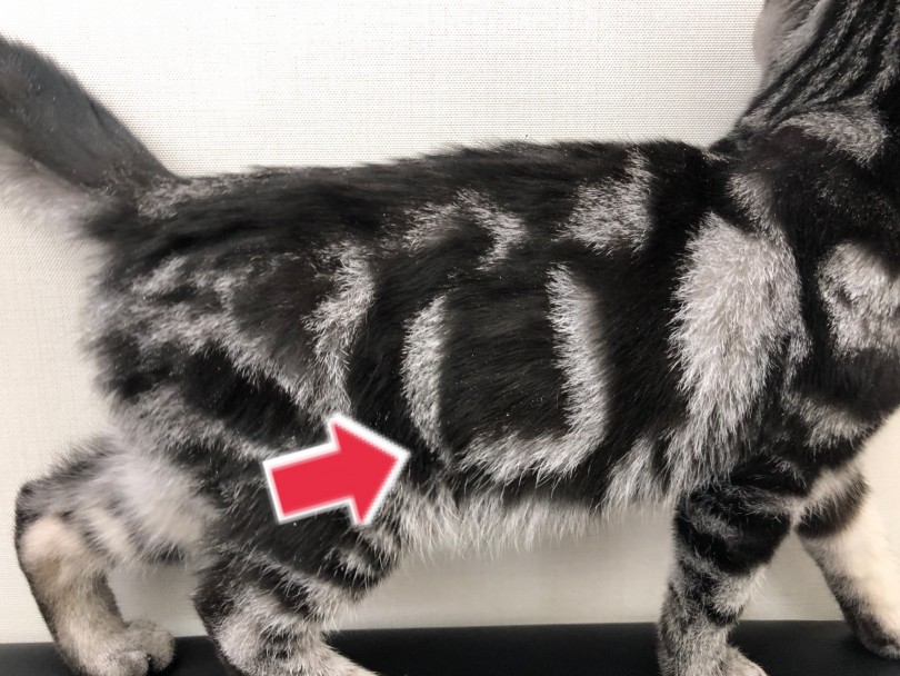 性格、模様、ボディバランスの全てが揃ったスーパーキャットちゃんです | アメリカンショートヘア （512759） - 本羽田店