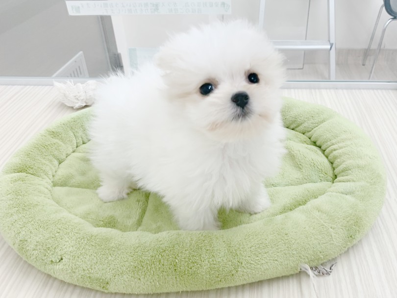 全てのわんことの出逢いは一期一会 | MIX犬 マルポメ （014417） - 東日暮里店
