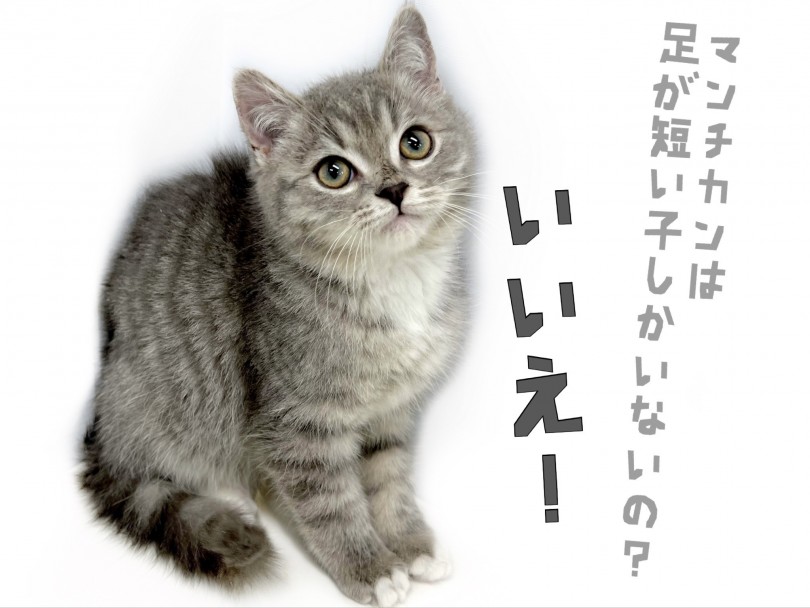この子は中足マンチカン！ | マンチカン （150270） - 東川口店