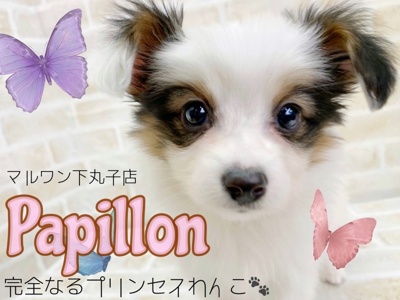 【 パピヨン 】あざとさNo.1！可愛い×美人の整いすぎな将来有望プリンセス！