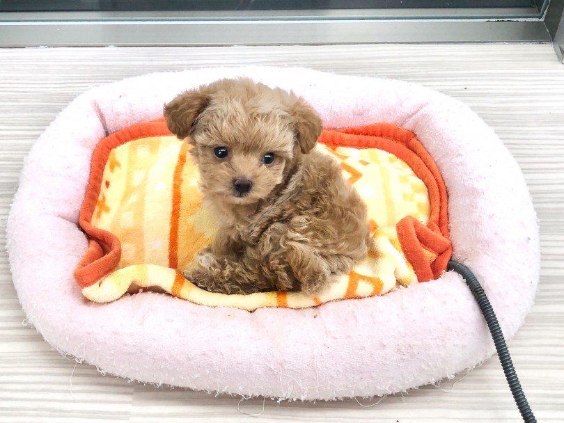 生活環境をしっかり整えましょう! | MIX犬 チワプー (512791) - 本羽田店