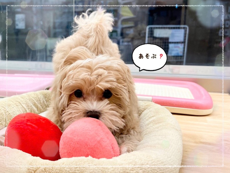 生後120日のマルプーちゃんの今 | MIX犬 マルプー （312070） - 横浜 港北ニュータウン店