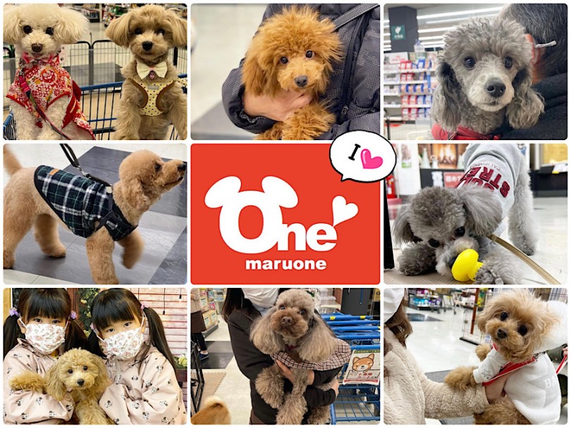  | トイプードルの可愛い自慢を卒業生に聞いちゃいました！ - 横浜 港北ニュータウン店