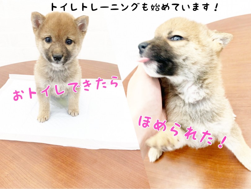褒められてる豆柴くんの表情最高ですね♪ | 豆柴 （014419） - 東日暮里店