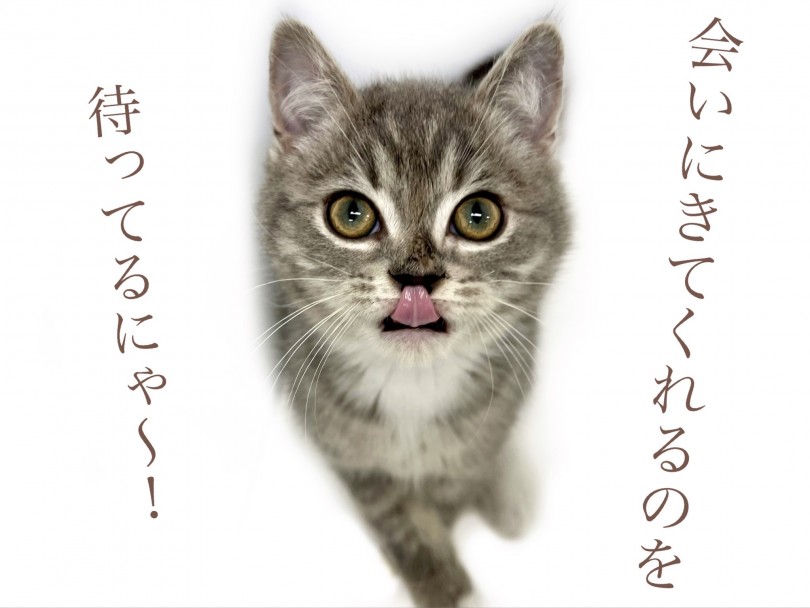 未来のご家族様のご来店をお待ちしております！ | マンチカン （150270） - 東川口店