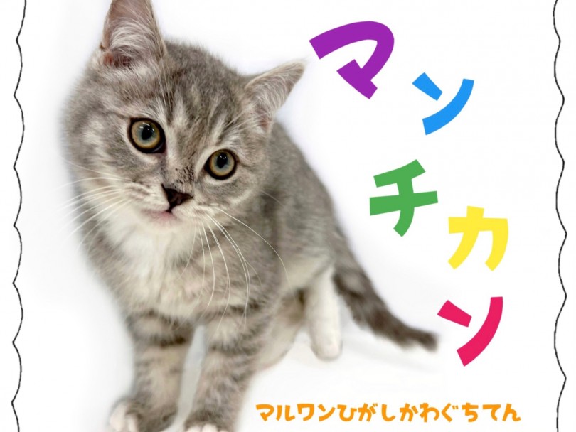 【 マンチカン 】今月の目玉ニャンコ！靴下を履いた甘え上手な超絶美少年！