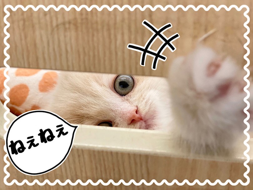 甘えん坊のマフィちゃんは犬舎の隙間からオテテを出して『遊んでー』とにゃごにゃご♪ | ラガマフィン （312083） - 横浜 港北ニュータウン店