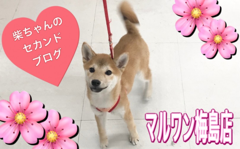 【 柴犬 】賢い女の子！ 笑顔溢れる柴ちゃんのセカンドブログ！