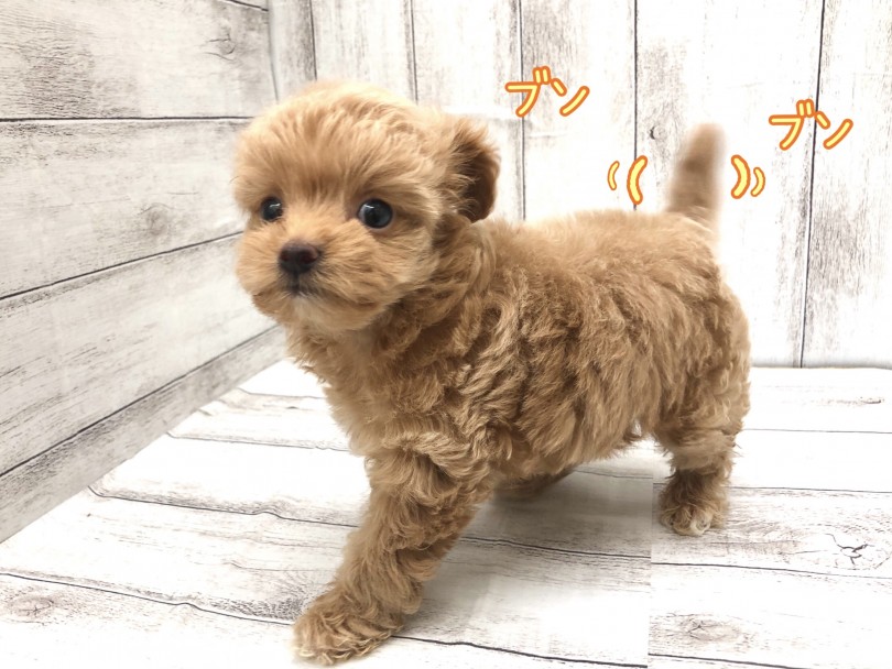 明るく人懐っこい性格なので初めて飼う方や多頭飼いしたい方にもオススメ | MIX犬 チワプー (512791) - 本羽田店