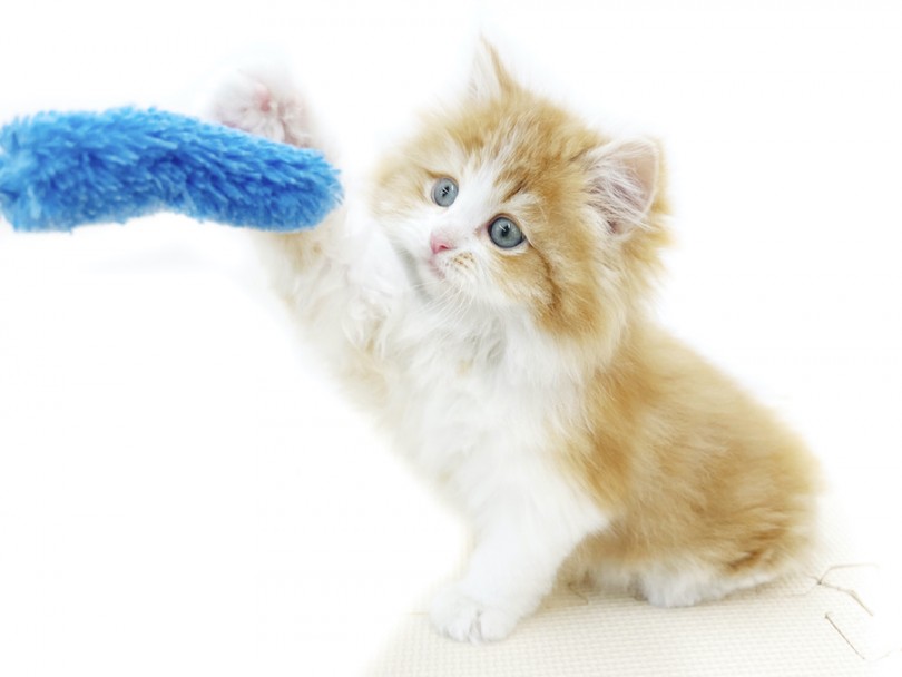 勢い良く猫パンチ！とはいかず、優〜しく猫タッチ | サイベリアン （814732） - 大和 相模大塚店