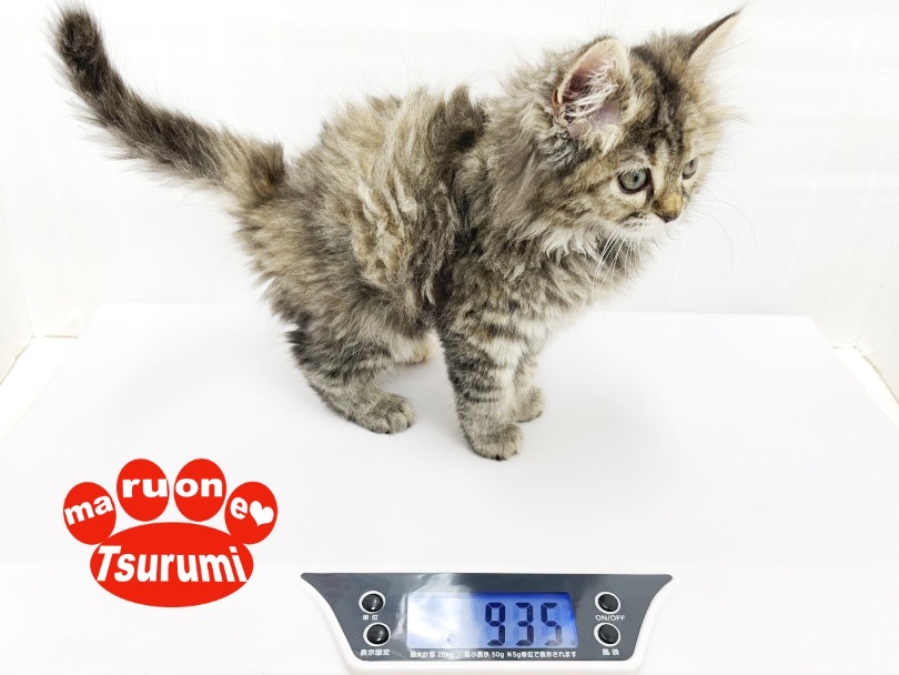 これから成長して成猫で3~6kgになると予想されています | サイベリアン （713858） - 横浜 鶴見店