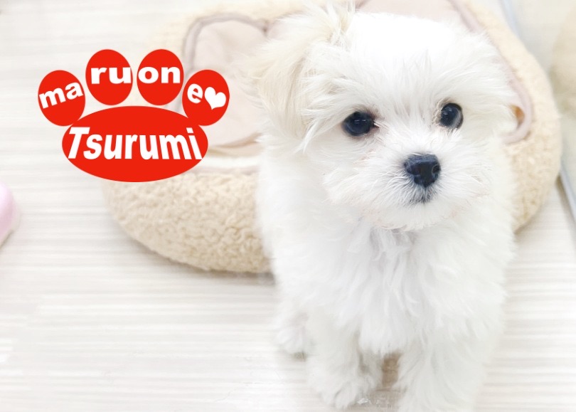 性格は人にも犬にもなつっこく素直なタイプ | MIX犬 マルプー （713856） - 横浜 鶴見店