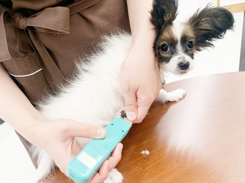 爪切りや足裏の毛のカットにもチャレンジ | パピヨン （014413） - 東日暮里店