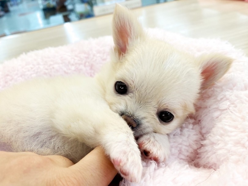 チワワマニアがお迎え後もチワワちゃんとのペットライフを濃厚サポートさせて頂きます♡ | チワワ (120503) - 横浜 今宿店