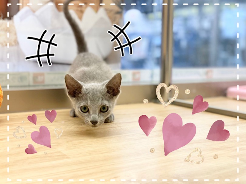 ロシアンブルーってこんな猫さん | ロシアンブルー （312078） - 横浜 港北ニュータウン店