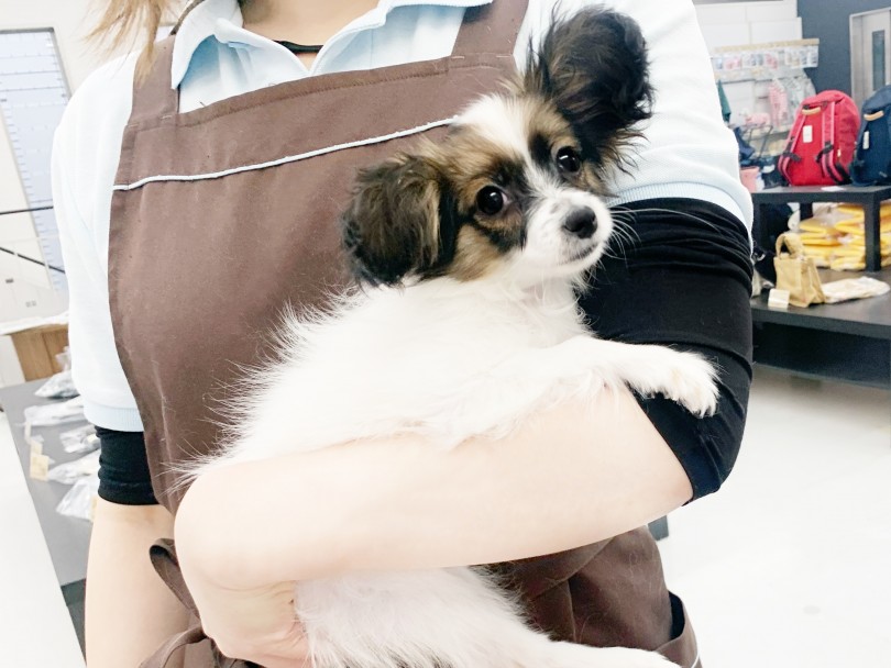 成犬時予想体重は3kg前後を予想 | パピヨン （014413） - 東日暮里店
