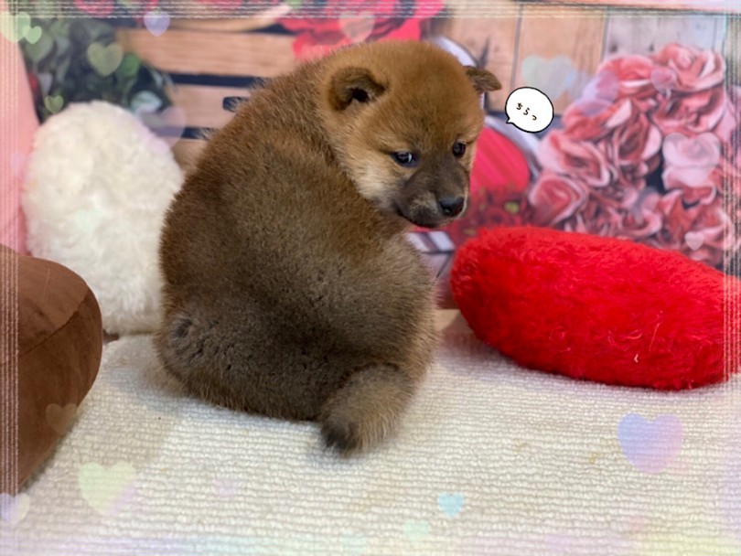 成犬時の体重は6.0~10.0kgを予想しています | 柴犬 （312079） - 横浜 港北ニュータウン店