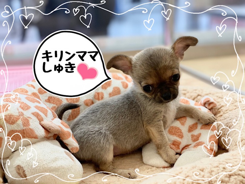 スムチーちゃんの生後67日の様子 | チワワ （312080） - 横浜 港北ニュータウン店