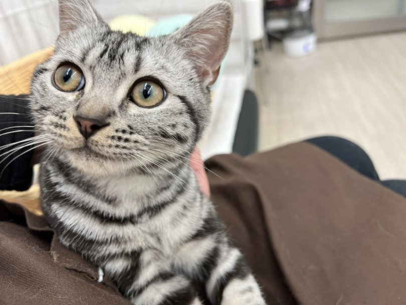 温厚な性格は猫友ができやすく環境への順応性が高い♪ | アメリカンショートヘア （512759） - 本羽田店