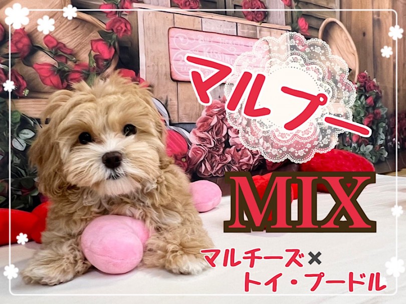 【 ミックス犬 】可愛さパワーアップ！理想的マルプーちゃん