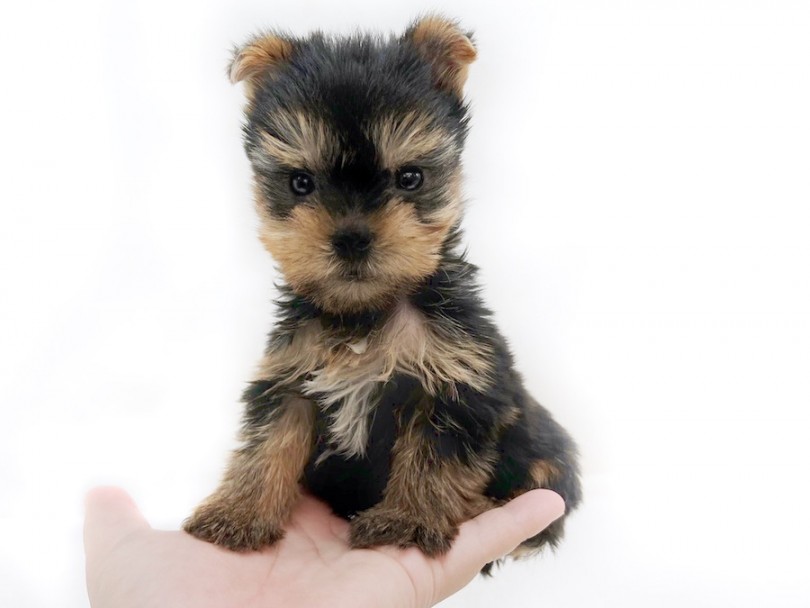 成犬時は2kg〜2.5kgを予想 | ヨークシャーテリア （120499） - 横浜 今宿店