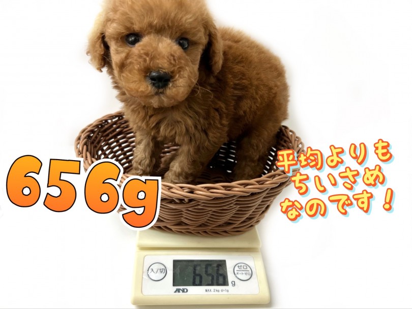 2/9現在の体重は656g | トイ・プードル （119319） - 梅島店
