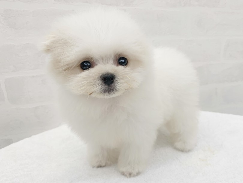 この機会を逃したら、もう二度と同じ容姿の子には出会えませんよ！ | MIX犬 マルポメ （014417） - 東日暮里店