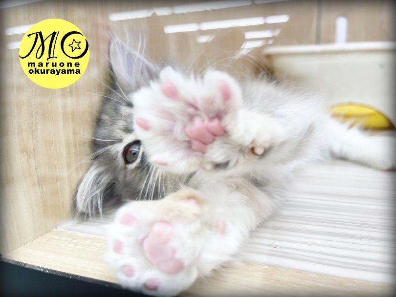 あたちのピンクの肉球見てニャン♡ | サイベリアン （6131136） - 横浜 大倉山店
