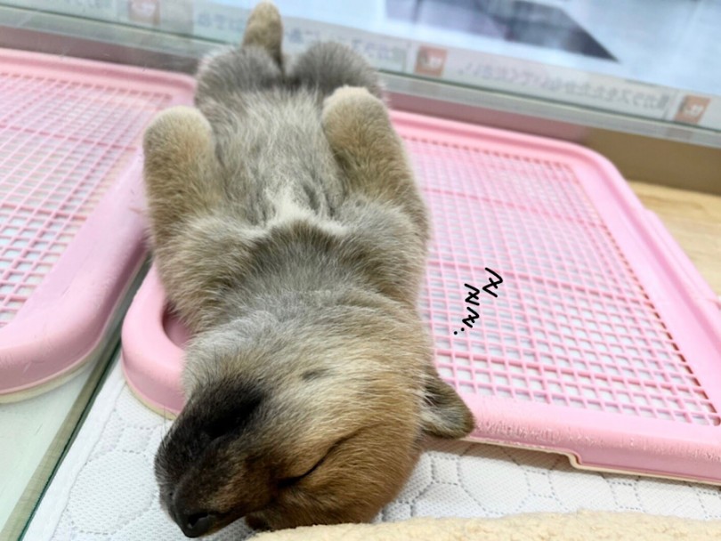 扉を開けてもまだ寝ている笑 | 柴犬 （312079） - 横浜 港北ニュータウン店