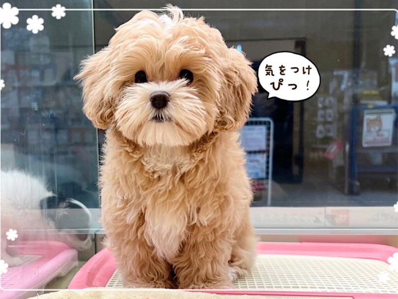 両親からいいところ集めて受け継ぐ「優勢遺伝」 | MIX犬 マルプー （312070） - 横浜 港北ニュータウン店