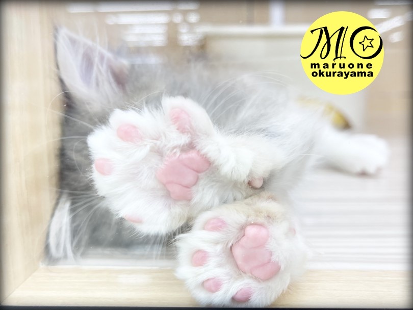 猫アレルギーの方もまずは抱っこしてみて！ | サイベリアン （6131136） - 横浜 大倉山店