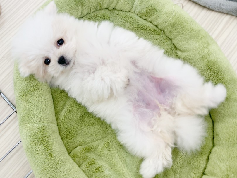 両親の良いとこどりをした性格 | MIX犬 マルポメ （014417） - 東日暮里店