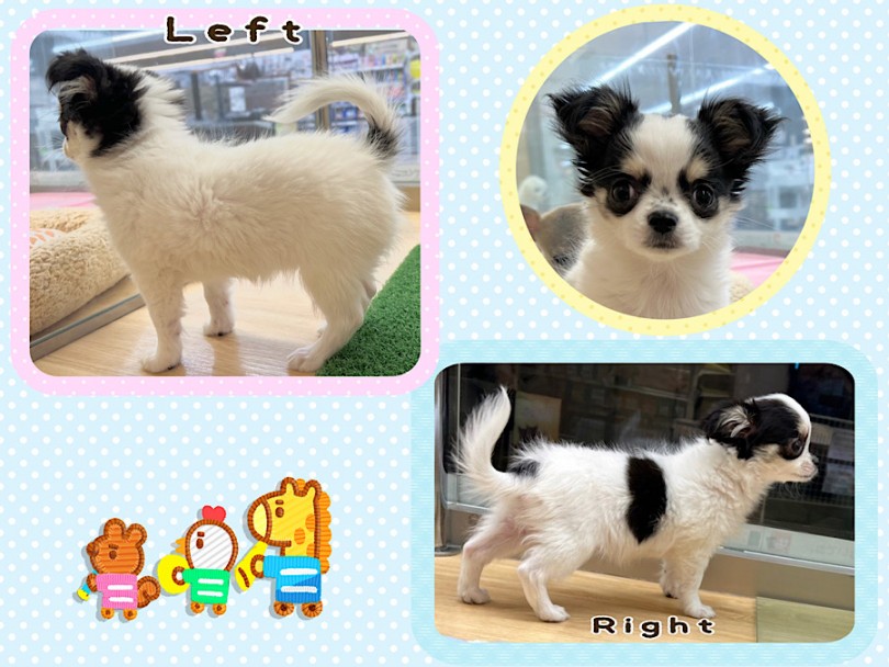成犬時1.5~3.0kgと予測 大人になっても女性やお子さま、お年寄りにも扱いやすいサイズ | チワワ （312076） - 横浜 港北ニュータウン店