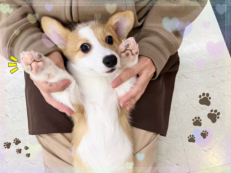 太くて短い足と胴長のコーギーちゃん | ウェルシュコーギーペンブローク （312075） - 横浜 港北ニュータウン店