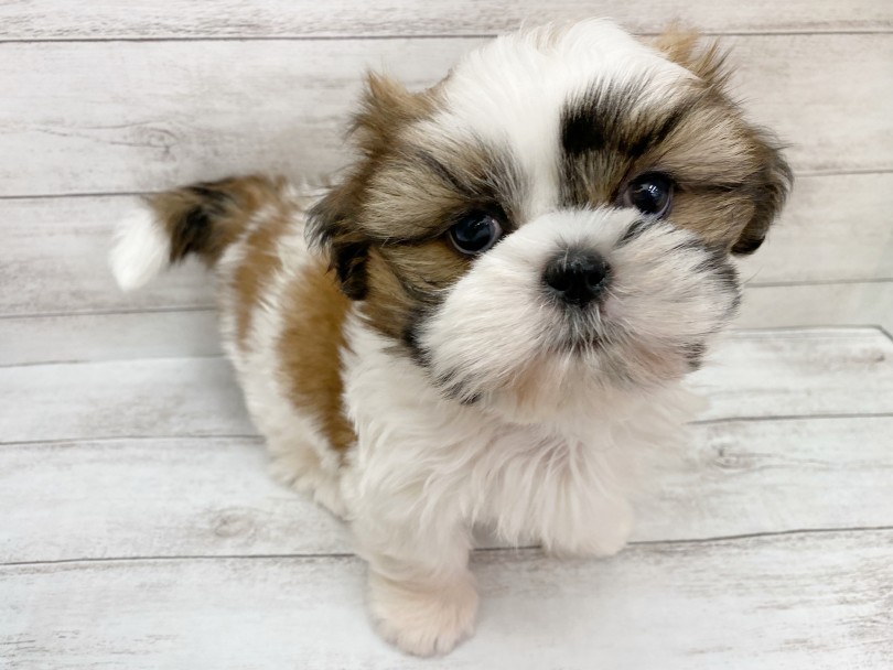犬種ナンバーワン？！な温厚な性格 | シーズー （116669） - 下丸子店