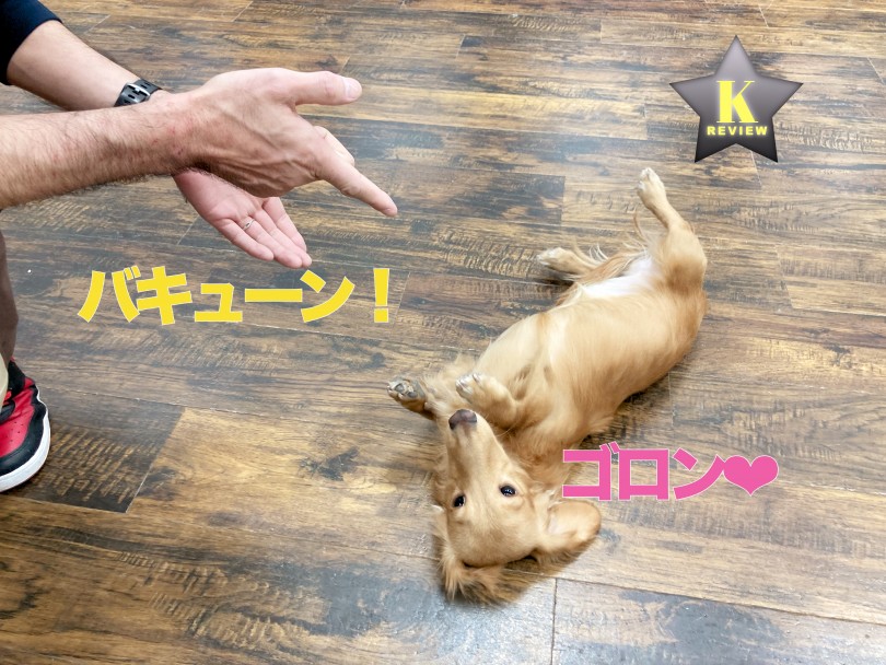 性格は穏やかな兄貴分！超男の子気質の持ち主はとっても従順なのです！ | カニンヘン・ダックスフント （140685） - 横浜 元町店