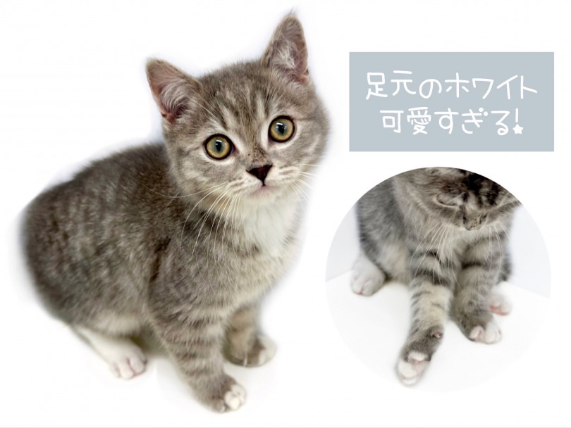 ブルータビー＆ホワイトのお色味は美形のお顔と相まってクールな印象 | マンチカン （150270） - 東川口店
