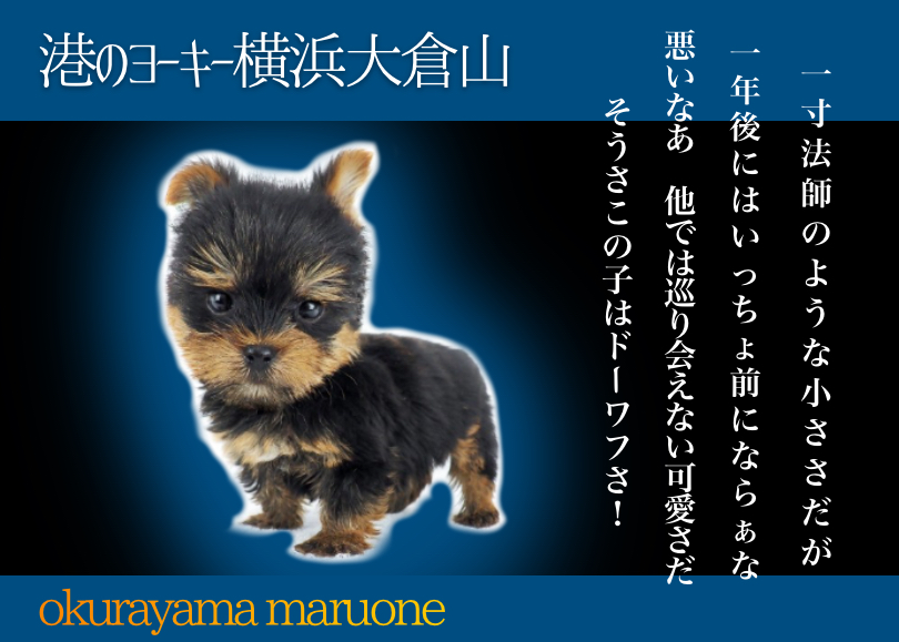 【 ヨークシャーテリア 】小さめドワーフ体型のスーパーボーイ登場！
