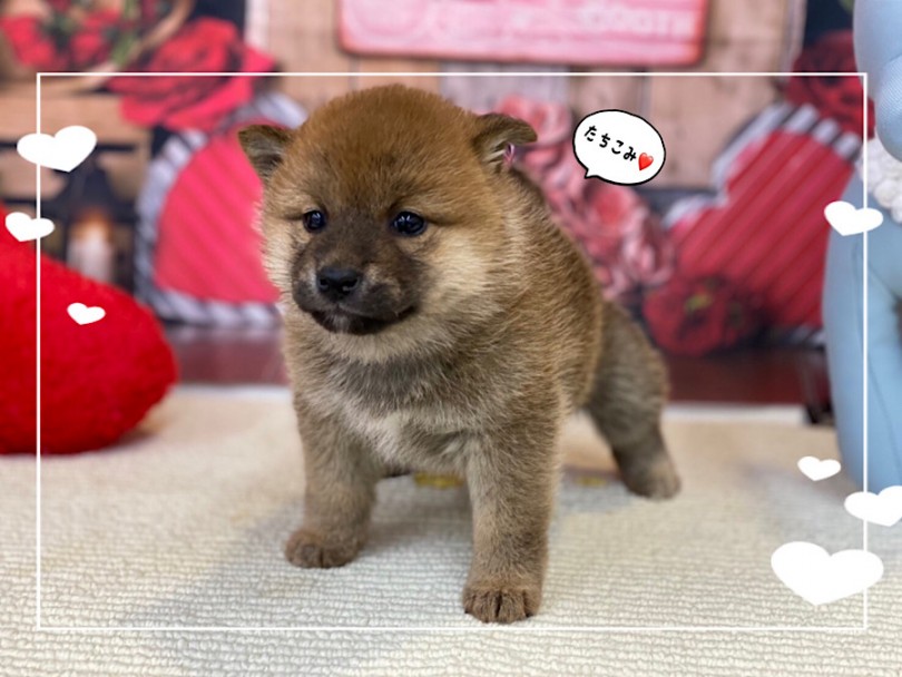 入店時の体重は1.4kg | 柴犬 （312079） - 横浜 港北ニュータウン店