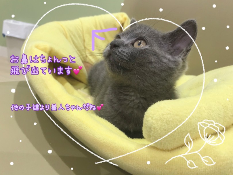 ちょんっと飛び出たお鼻がキュート！ | ブリティッシュショートヘア （130397） - 高井戸店