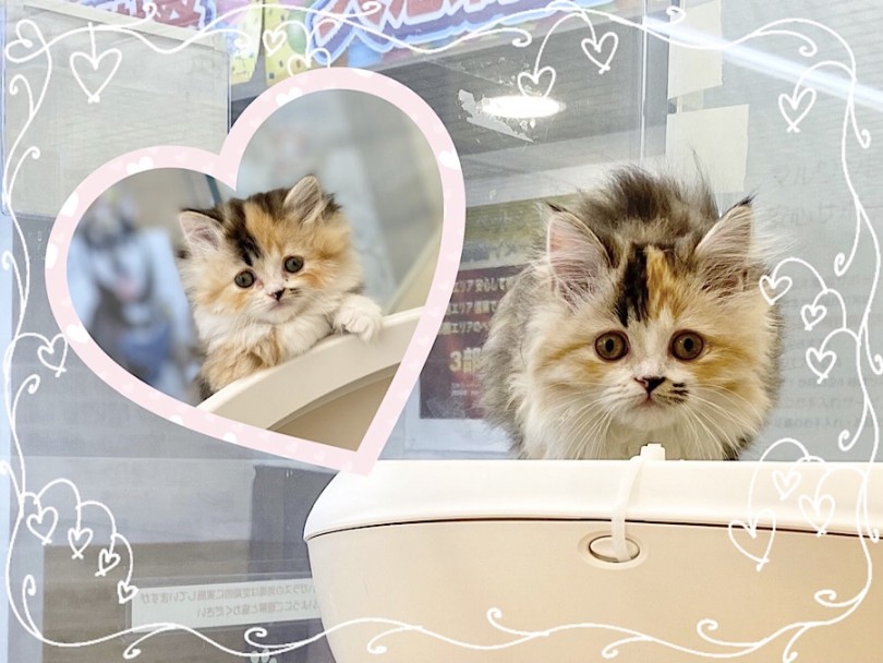 サイベちゃんは狭いところがお好き♡ | サイベリアン （312077） - 横浜 港北ニュータウン店