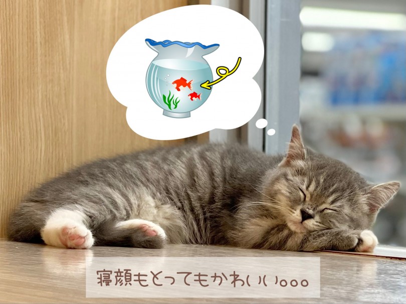 警戒心が低く、無防備でとってもかわいい！ | マンチカン （150270） - 東川口店