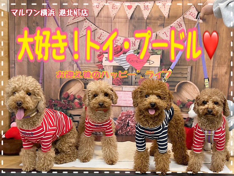 【 わんこライフ 】トイプードルの可愛い自慢を卒業生に聞いちゃいました！