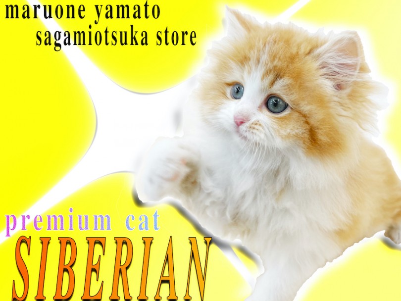 【 サイベリアン 】プレミアム認定！話題の猫種、その中でも圧倒的な可愛さです！